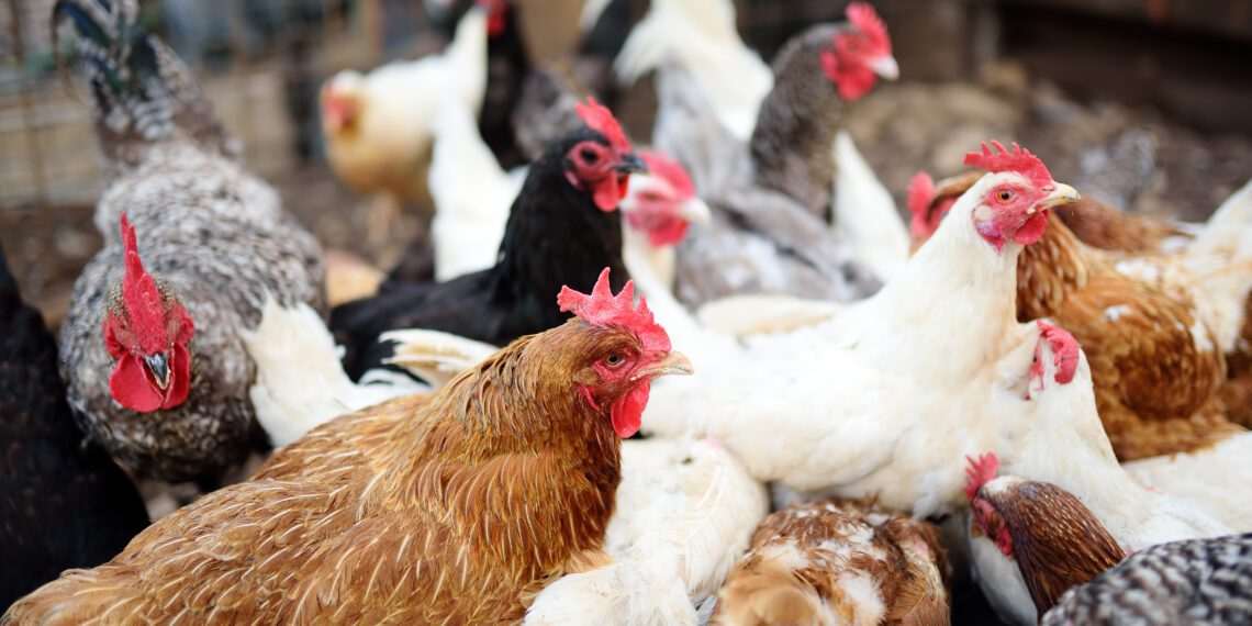 Gripe aviária: OMSA confirma encerramento de caso em granja comercial no Brasil