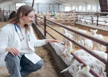 Prazo de 28 dias para Brasil ficar livre da gripe aviária começa hoje