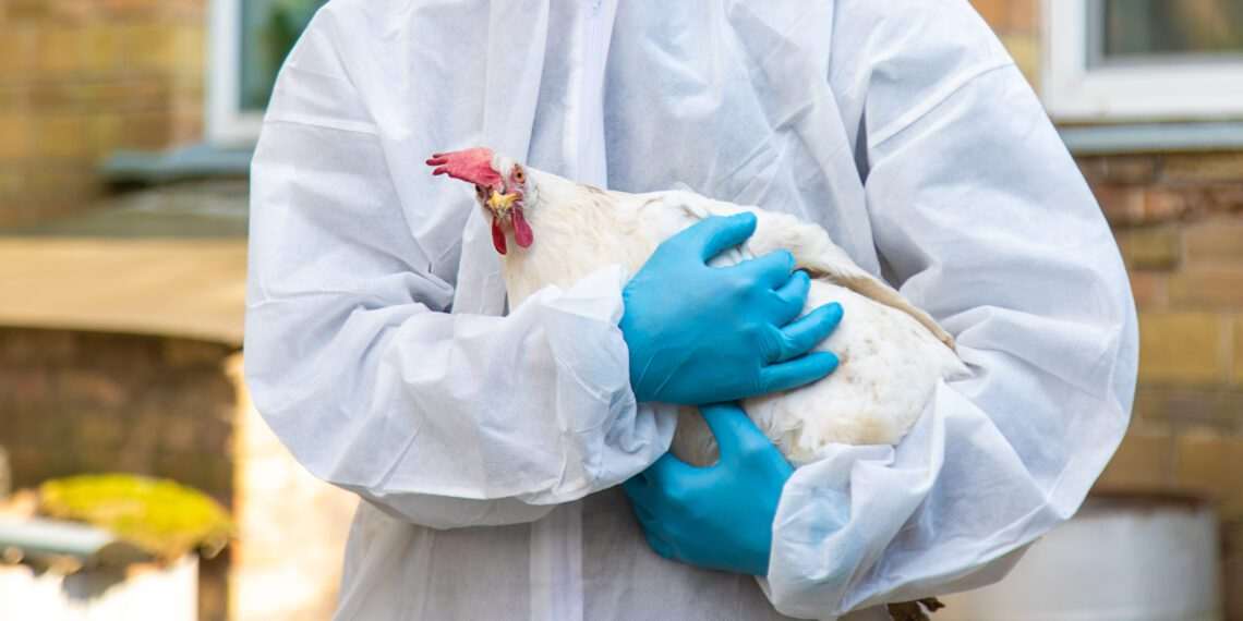 Brasil gripe aviária