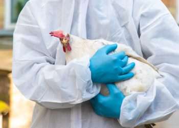 Brasil gripe aviária