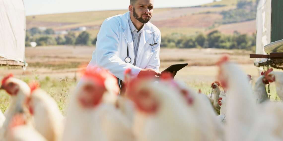 Gripe aviária: Uruguai reforça vigilância sanitária após confirmação de caso no Brasil