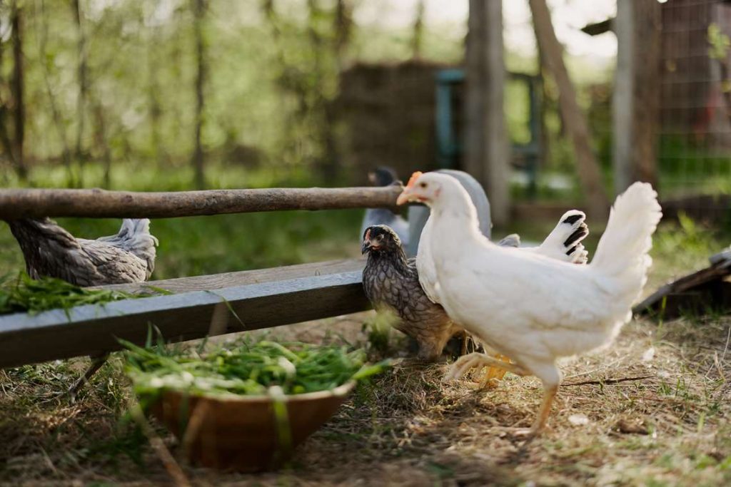 Brasil vai se autodeclarar à OMSA como livre da gripe aviária em granja comercial