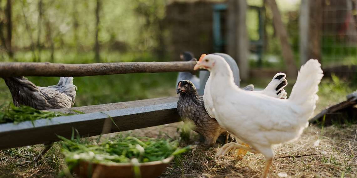 Brasil vai se autodeclarar à OMSA como livre da gripe aviária em granja comercial