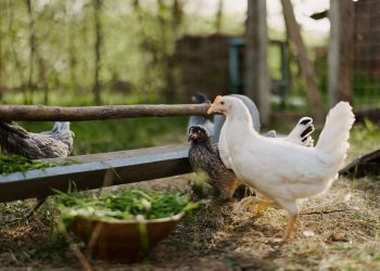 Brasil vai se autodeclarar à OMSA como livre da gripe aviária em granja comercial