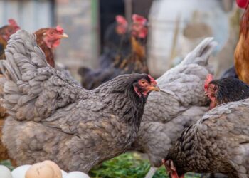 RS divulga comunicado sobre nova investigação de suspeita de gripe aviária