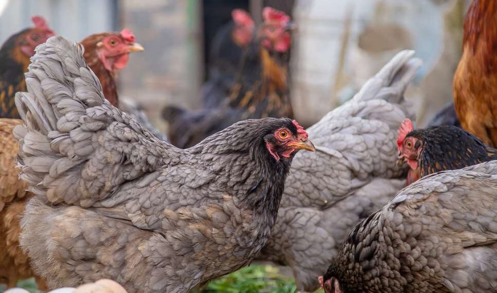 RS divulga comunicado sobre nova investigação de suspeita de gripe aviária