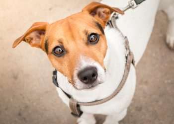 Pedigree e Whiskas ganham lojas virtuais próprias no Brasil