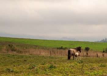 Federação agropecuária de SP reconhece ato contra alta da incidência de ICMS
