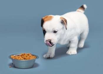 BRF compra Grupo Hercosul e avança no segmento de pets