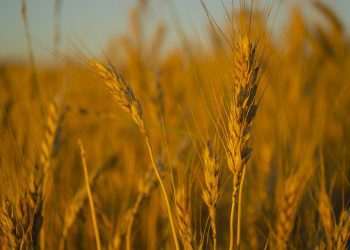 Bunge anuncia retomada de moagem em unidade de Brasília