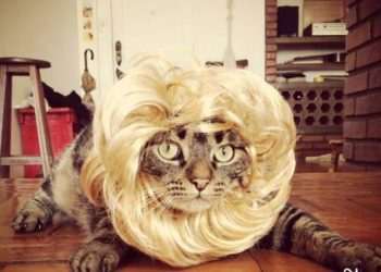 Petz conclui aquisição da plataforma Cansei de Ser Gato