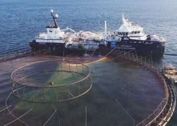 Gigante da carne, JBS faz aposta em produção de peixes