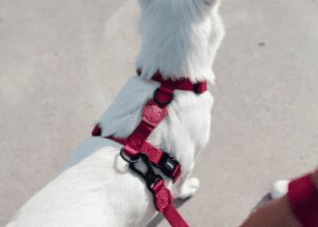 Petz anuncia compra da plataforma Zee Dog por R$ 715 milhões