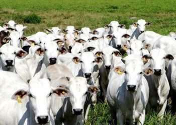 vaca louca ministério da agricultura