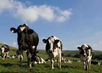 Faesp pede mais esforços diplomáticos para solução do embargo chinês a carne