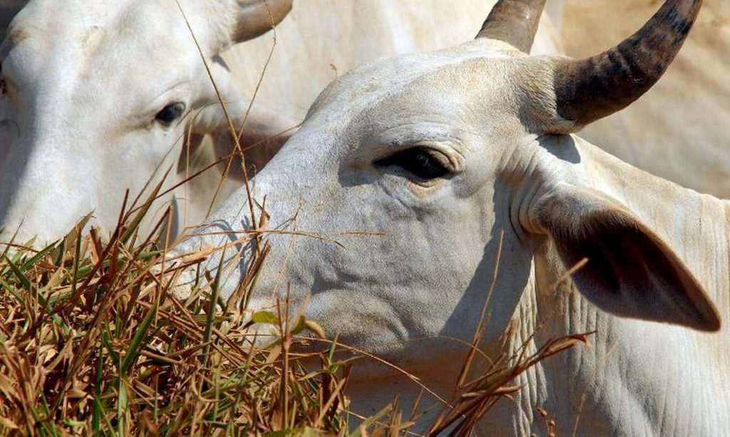 carnes-eua-governo-biden-anuncia-us-1-bi-para-aumentar-concorrencia-no-setor