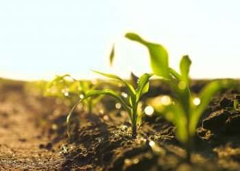 Guerra afeta custo de fertilizantes e produtor prevê redução no plantio