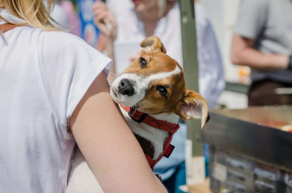 Petlove