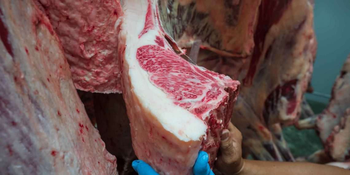 exportação bovina