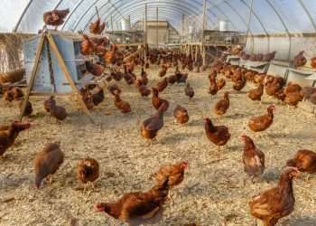 emergência zoossanitária