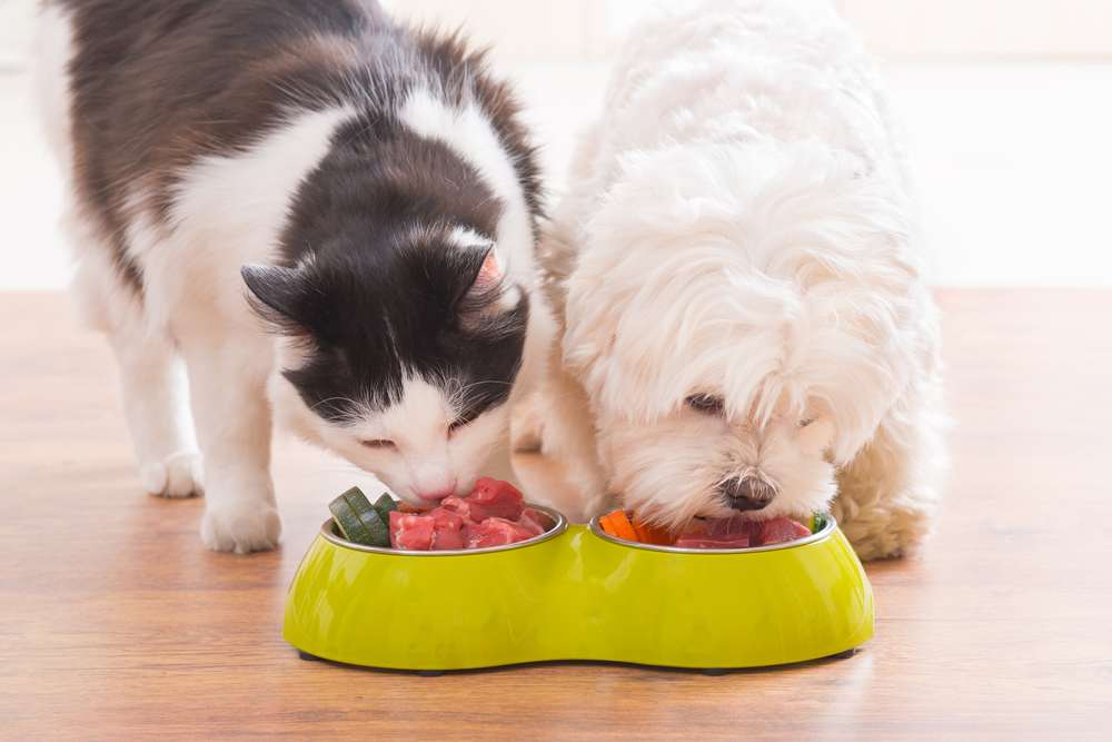 Vendas da marca premium para pets saltam 40% na China