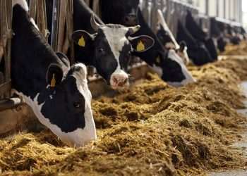 Governo confirma caso de 'vaca louca' no Pará e suspende exportações para a China