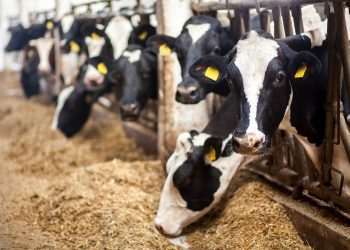 Adepará confirma teste positivo para 'vaca louca' no Pará