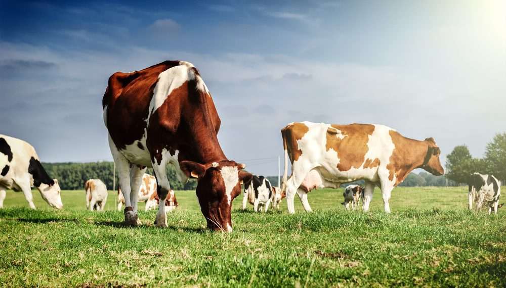 vaca louca