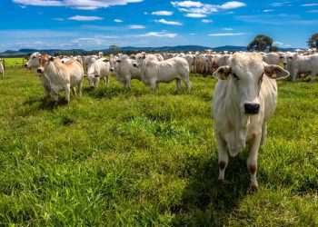 China libera importação de estoques de carne bovina do Brasil antes de mal da vaca louca