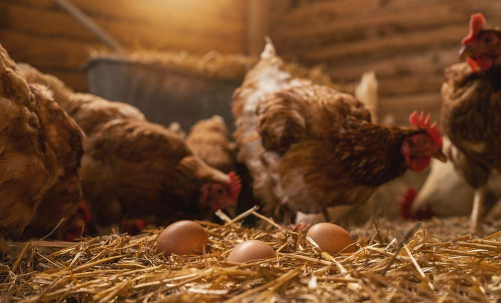 Agricultura confirma detecção de caso de gripe aviária no Brasil em duas aves silvestres