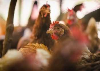 Alckmin anuncia aval britânico para desburocratizar exportação de frango brasileiro