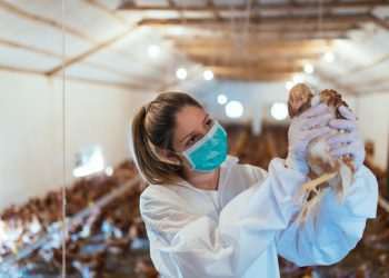 Gripe aviária: Agricultura confirma mais dois casos em aves silvestres