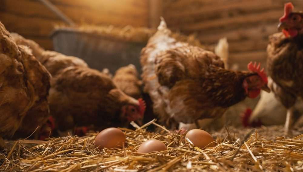 Granja Faria anuncia aquisição do controle da Katayama Alimentos