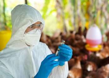 Fávaro: Estamos renovando decreto de emergência zoossanitária para gripe aviária