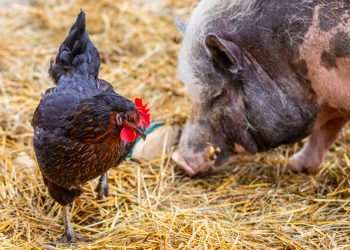 Embrapa: custo de produção de suínos e de frangos de corte cai em junho ante maio