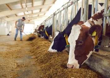 BNDES eleva investimentos na agropecuária em 50%