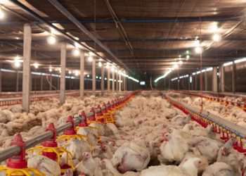 Missão tentará reverter suspensão da compra de aves de SC pelo Japão