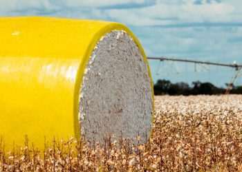 Algodão: Abrapa e ApexBrasil renovam programa Cotton Brazil