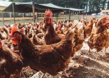 McDonald’s retoma parceria com Mantiqueira para uso de ovos orgânicos em lanches da rede