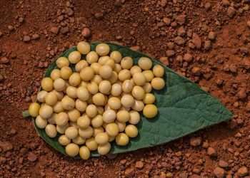 Soja: SC pede à Agricultura que amplie prazo de plantio na safra 2023/24 no Estado