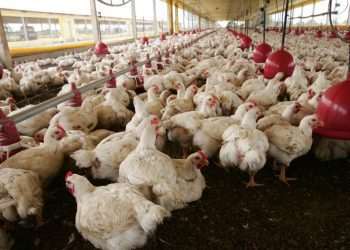 Governo de SP decreta estado de emergência por gripe aviária