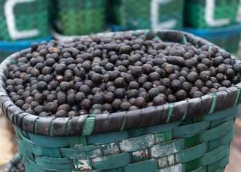 Agricultura: Índia tem interesse em sucos e frutas tropicais do Brasil, diz embaixador