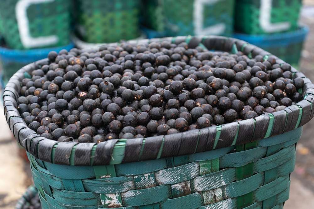 Agricultura: Índia tem interesse em sucos e frutas tropicais do Brasil, diz embaixador