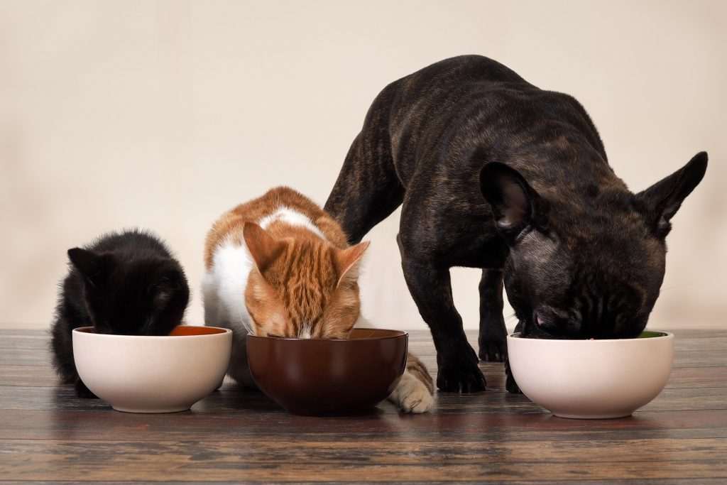 Indústria brasileira do setor pet VB Alimentos chega à Colômbia