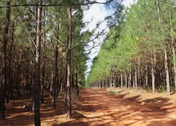 Faber-Castell chega a marca de 4,5 milhões de árvores plantadas em seus parques florestais