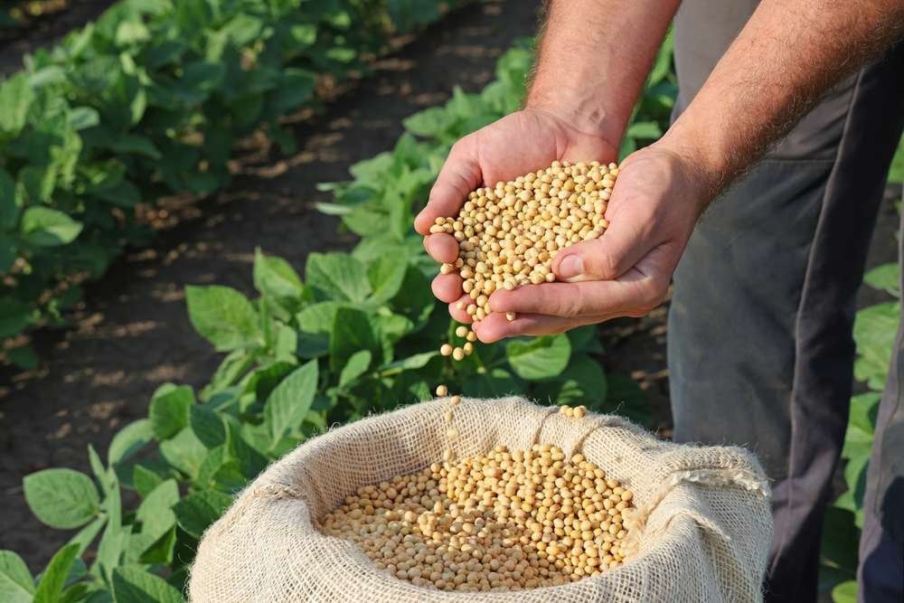 Soja: Agricultura estende calendário de plantio no Sul, reduz na Bahia e limita em Rondônia