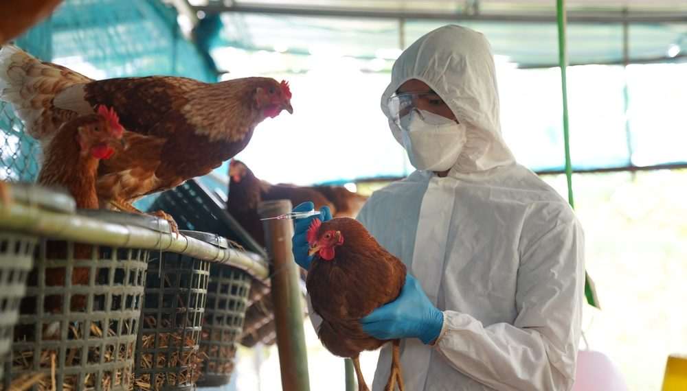 Gripe aviária: RS conclui desinfecção de granja em Montenegro; começa vazio sanitário