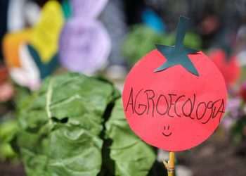 Governo retoma programa de fortalecimento da agroecologia