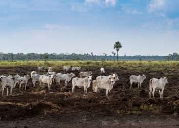 Abate de bovinos, frangos e suínos cresceu no terceiro trimestre