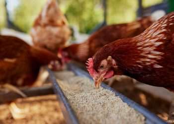 Certificado digital para exportação de carne de frango para UE entra em vigor